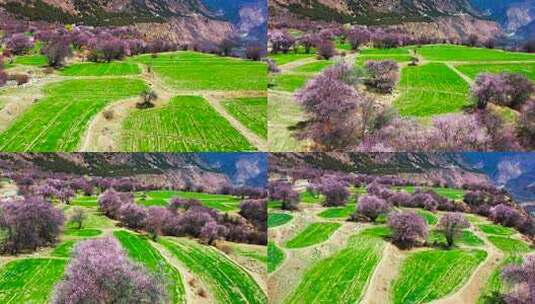 西藏林芝索松村田野山坡盛开的桃花树风景高清在线视频素材下载