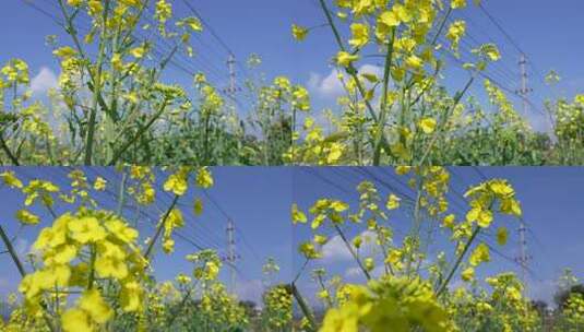 乡村的油菜花田高清在线视频素材下载