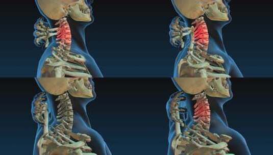 头颈人体骨骼解析3D动画高清在线视频素材下载