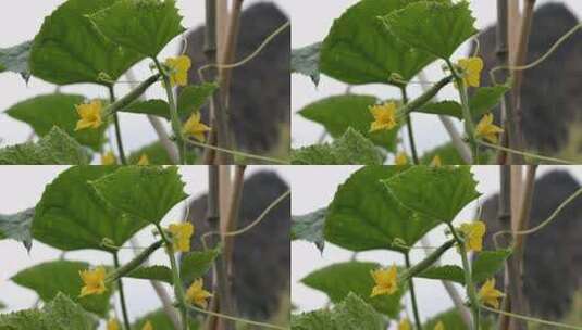 黄瓜植株上的黄花与绿叶特写高清在线视频素材下载