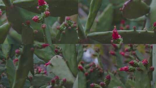 仙人掌科植物胭脂掌高清在线视频素材下载