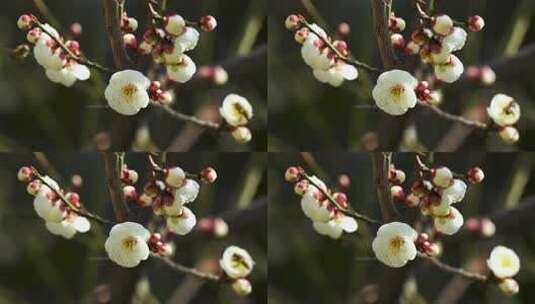 春天蜜蜂在梅花花丛花朵授粉采蜜高清在线视频素材下载