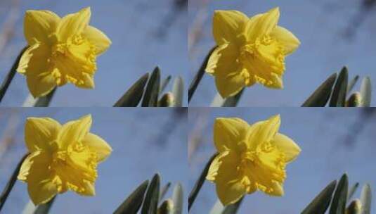 黄色水仙花植物高清在线视频素材下载