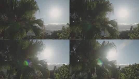 太阳下的棕榈树高清在线视频素材下载