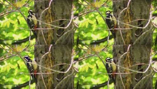 啄木鸟在树上啄食高清在线视频素材下载