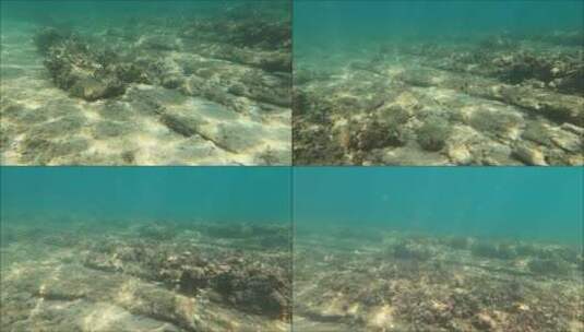 高清实拍海底景象高清在线视频素材下载