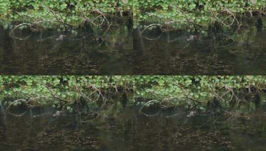 在沼泽里狩猎的鳄鱼高清在线视频素材下载