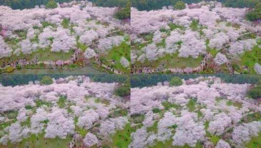 春天武汉东湖樱园樱花盛开高清在线视频素材下载