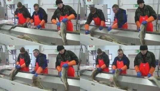 男子在鱼加工厂的装配线上切割和清洗鱼高清在线视频素材下载