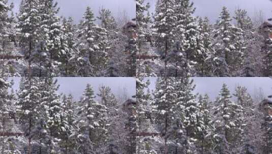 被大雪覆盖的松树林高清在线视频素材下载