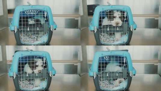 笼子里焦虑的小狗高清在线视频素材下载