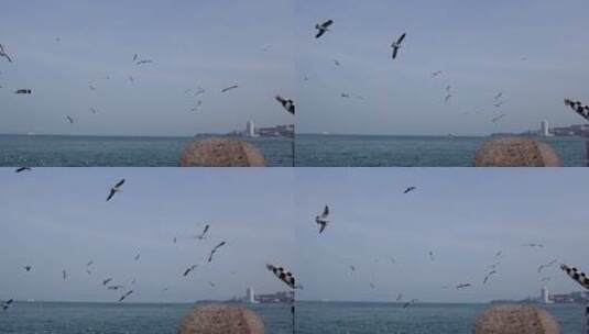 海滨城市海面上飞翔盘旋栖息的海鸥高清在线视频素材下载
