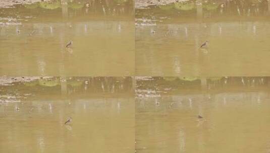 水上活动的鸟高清在线视频素材下载
