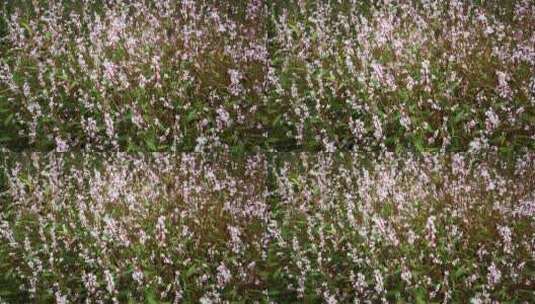 实拍野花野草绿色植物高清在线视频素材下载