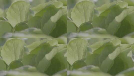 白菜育苗微距滑轨拍摄LOG素材高清在线视频素材下载