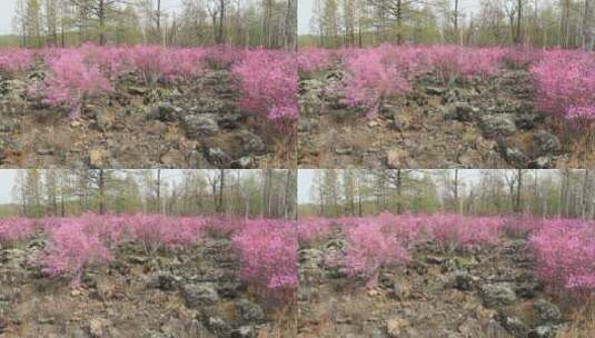 内蒙古达尔滨湖火山岩上生长的杜鹃花高清在线视频素材下载