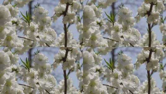 【镜头合集】白色花朵花瓣桃花梅花高清在线视频素材下载