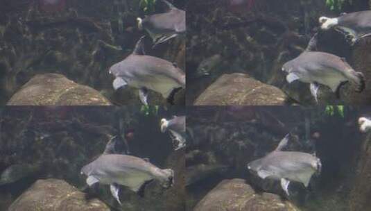 海洋馆鱼类鲨鱼鲶鱼高清在线视频素材下载