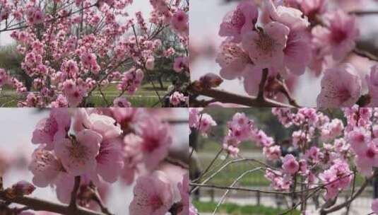 【镜头合集】微距特写鲜花桃花粉色花朵高清在线视频素材下载