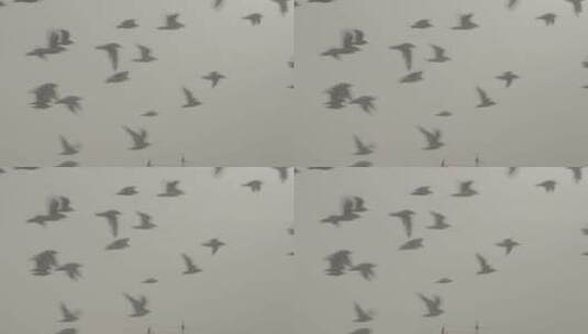 遗鸥成群飞行慢镜头拍摄LOG高清在线视频素材下载