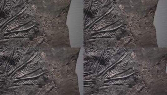 考古古董陈列展示古生物化石高清在线视频素材下载