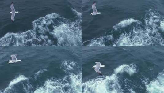 海鸥飞过海面_跟踪拍摄高清在线视频素材下载