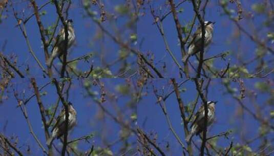 白头翁 落在树枝上的鸟儿高清在线视频素材下载