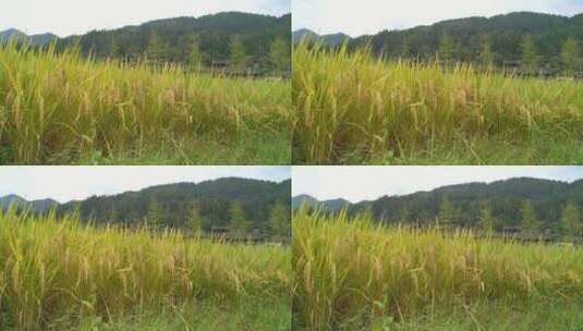 水稻稻谷大米米饭农业粮食丰收稻田拍摄高清在线视频素材下载