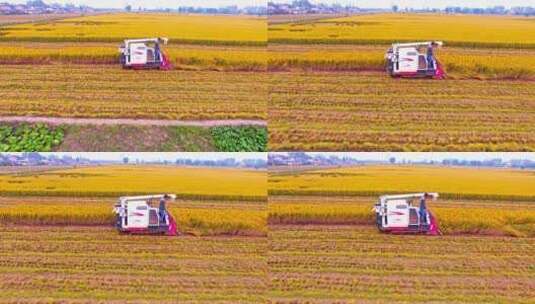 收割机收割稻田高清在线视频素材下载