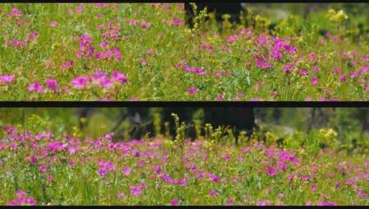 小红花漫山遍野的小花野花野外自然高清在线视频素材下载