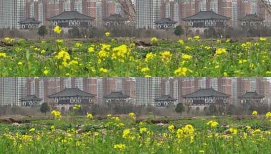 高清航拍春天油菜花城市边田野空镜定鼎门高清在线视频素材下载