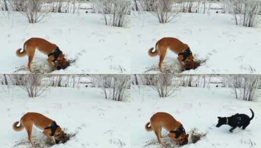 两只狗在林间雪地里狩猎物高清在线视频素材下载