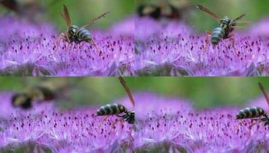 花朵马蜂大黄蜂微距大特写高清在线视频素材下载
