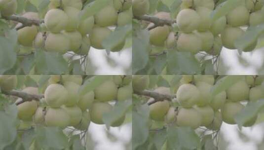 杏树上结满的果实LOG高清在线视频素材下载