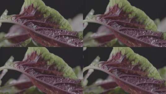 红苋菜影叶子棚旋转特写拍摄LOG高清在线视频素材下载