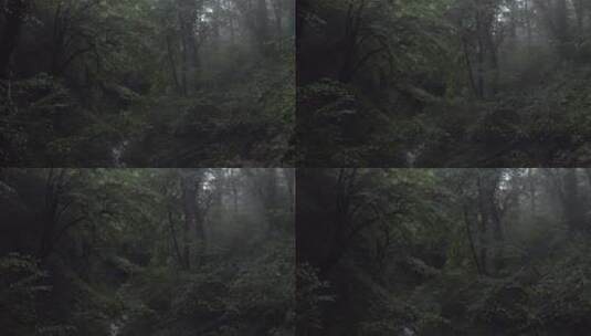 迷雾中的森林高清在线视频素材下载