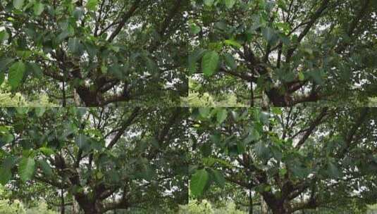 植物园内风吹树叶升格高清在线视频素材下载