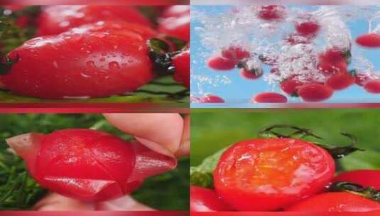 小西红柿高清在线视频素材下载