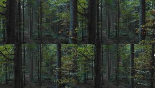 幽深的森林高清在线视频素材下载