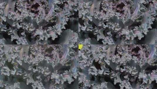 紫色的莴苣和黄色的叶子高清在线视频素材下载