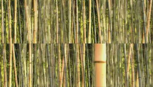 竹林4k视频高清在线视频素材下载
