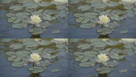 池塘中的黄色睡莲高清在线视频素材下载