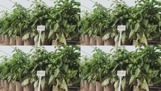 盆栽的辣椒36高清在线视频素材下载