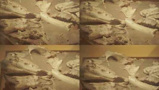科学家挖掘远古动物恐龙骨架高清在线视频素材下载