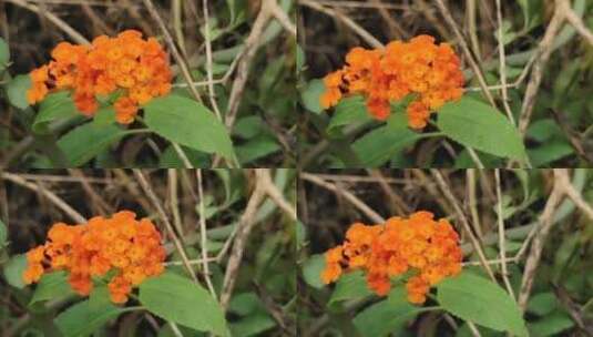 橘色小清新花朵高清在线视频素材下载