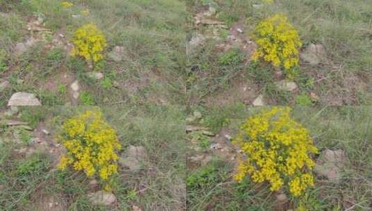 山上一丛艳丽的黄色野花高清在线视频素材下载