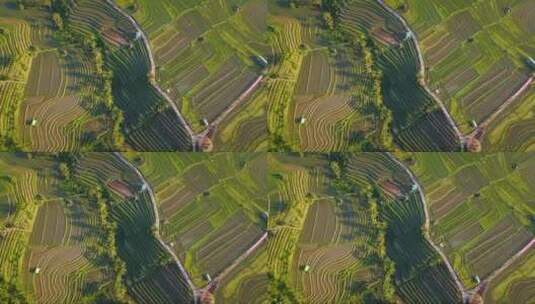 4k水稻梯田的空中录像高清在线视频素材下载