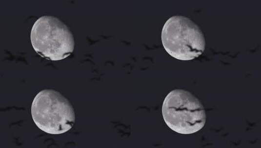飞翔的鸟与月亮高清在线视频素材下载
