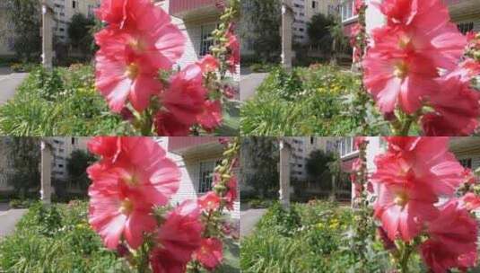 花园中的红色花朵高清在线视频素材下载