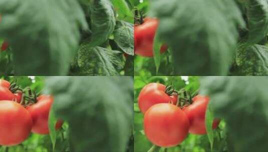 温室里西红柿的特写高清在线视频素材下载